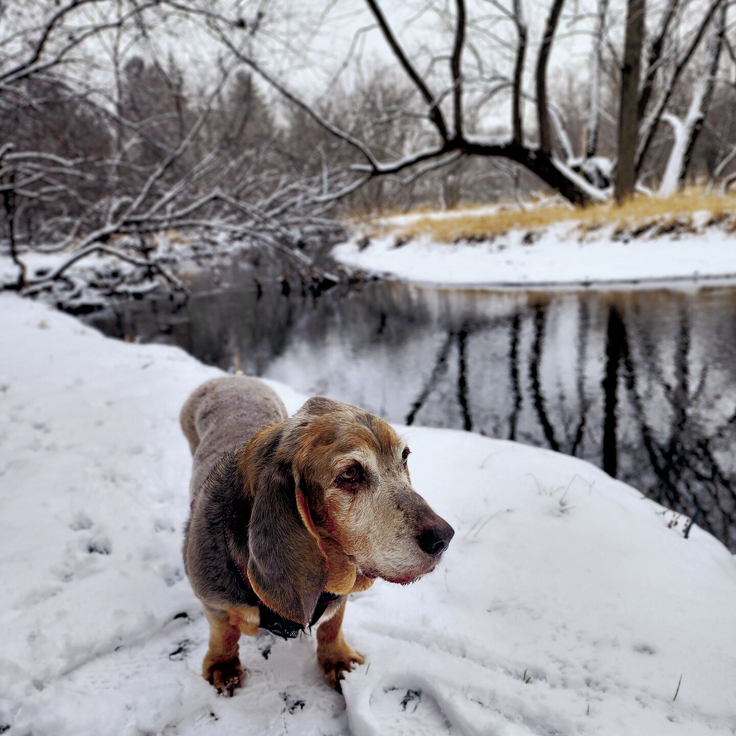 Pawprints in the snow — Resorter cover Feb. 8, 2023